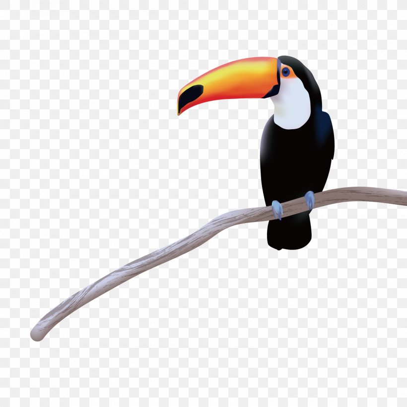 toucan png