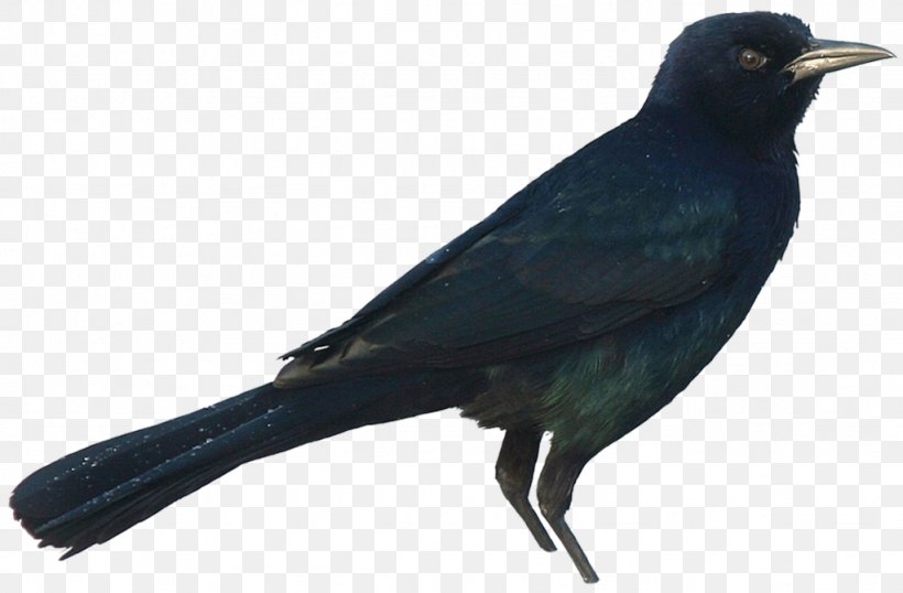 American Crow New Caledonian Crow Rook Common Raven, PNG, 1024x673px, American Crow, Animal, Beak, Bird, Blackbird Download Free