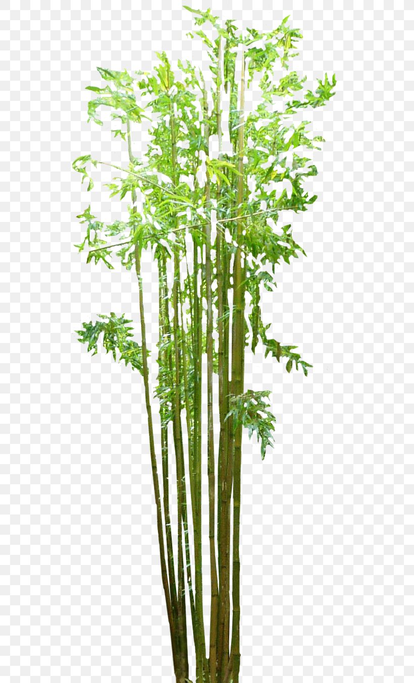 Bamboo Floor, PNG, 544x1354px, Bamboo, Bamboo Floor, Bamboo Textile, Flowerpot, Grass Download Free