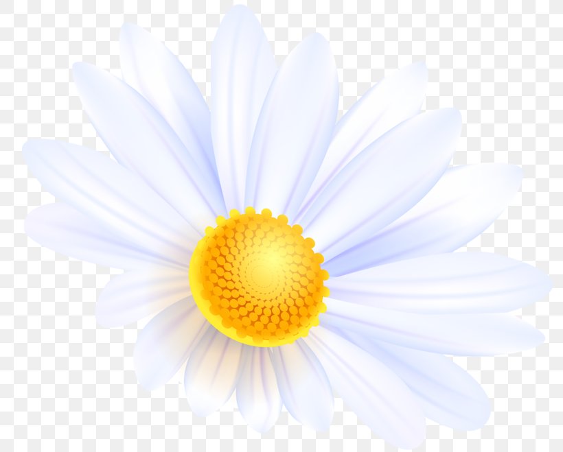 Common Daisy Flower Bouquet Desktop Wallpaper, PNG, 800x659px, Common Daisy, Chamomile, Close Up, Daisy, Daisy Family Download Free