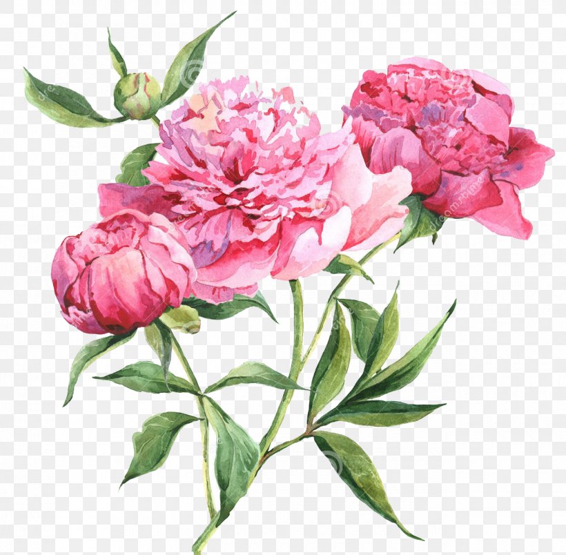 Peony Watercolor Painting Drawing, PNG, 1300x1276px, Peony, Cut Flowers ...