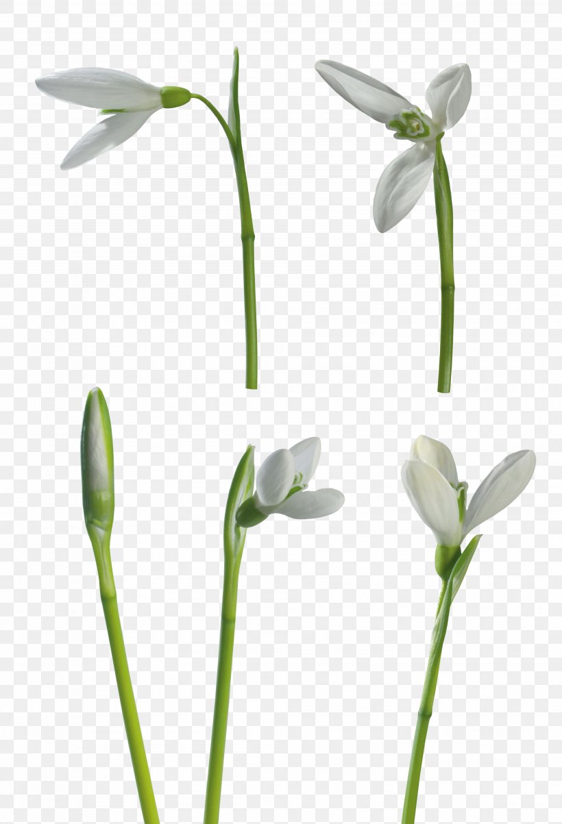 Snowdrop Flower Clip Art, PNG, 3963x5816px, Snowdrop, Bud, Flora, Flower, Flowering Plant Download Free