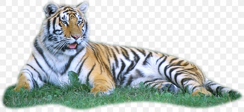 Tiger Clip Art, PNG, 882x405px, Tiger, Animal Figure, Bbcode, Big Cats, Carnivoran Download Free