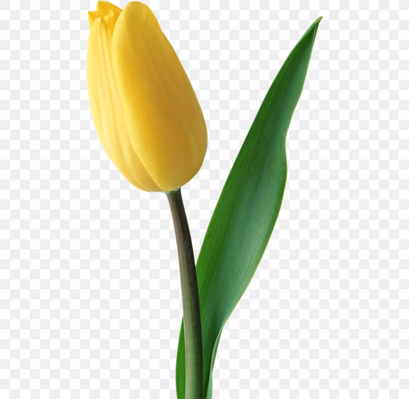 Tulip Flower Bouquet Yellow Red, PNG, 474x800px, Tulip, Anthesis, Blue, Bud, Color Download Free