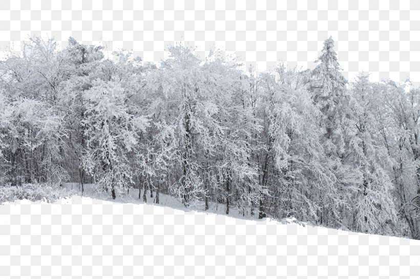 Snow Forest Stock.xchng Frost Tree, PNG, 1280x853px, Snow, Black And White, Blizzard, Branch, Cold Download Free
