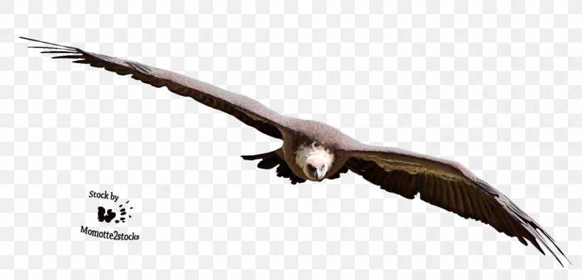 Bald Eagle Vulture, PNG, 1500x723px, Bald Eagle, Accipitriformes, Beak, Bird, Bird Of Prey Download Free