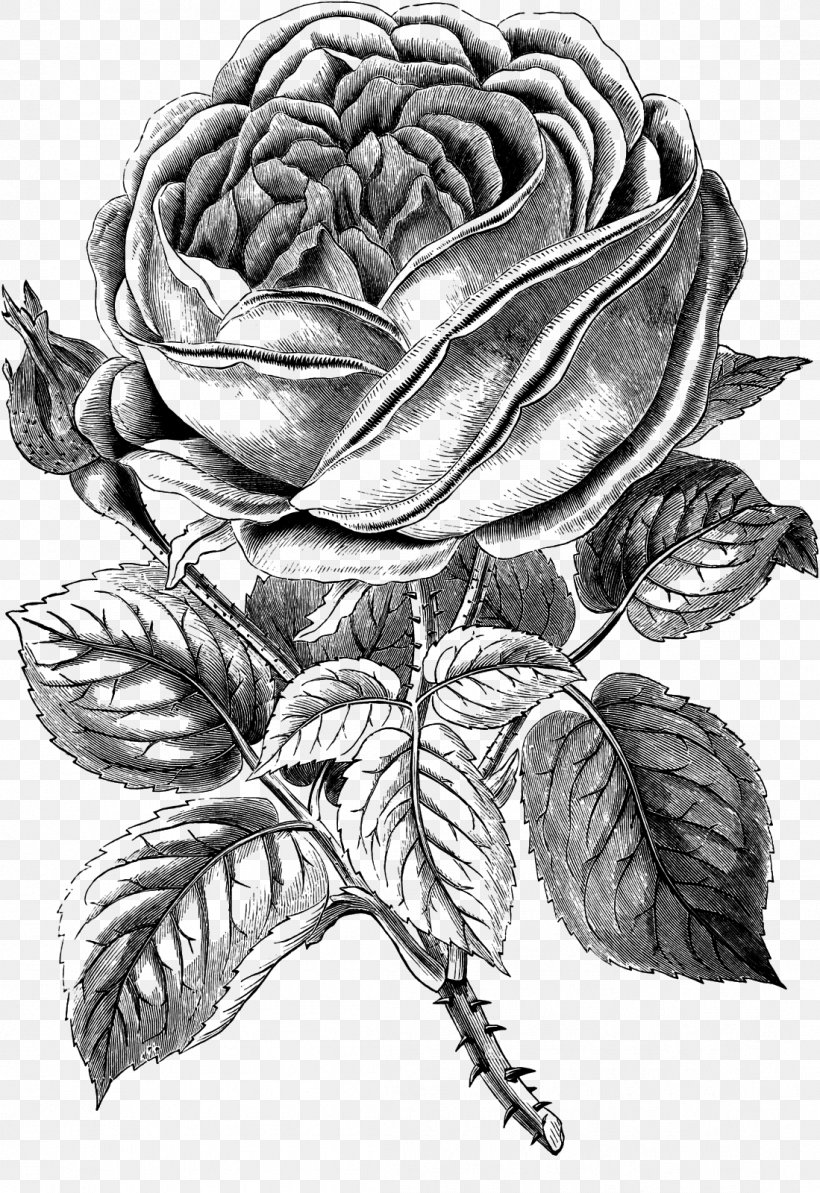 Black Rose Drawing Clip Art, PNG, 1099x1600px, Rose, Art, Artwork, Black And White, Black Rose Download Free