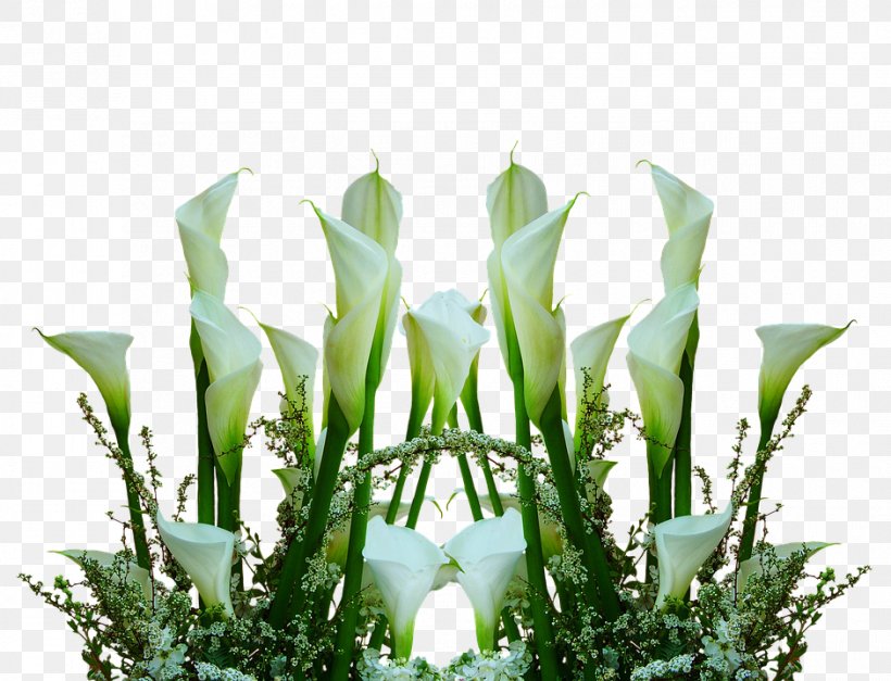 Floral Design Arum-lily Cut Flowers Bog Arum, PNG, 941x720px, Floral Design, Arum Lilies, Arumlily, Blume, Bog Arum Download Free