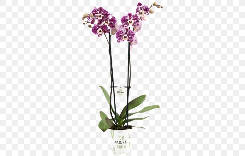 Moth Orchids Cattleya Orchids Cut Flowers Flowerpot, PNG, 581x521px, Moth Orchids, Artificial Flower, Cattleya, Cattleya Orchids, Cut Flowers Download Free