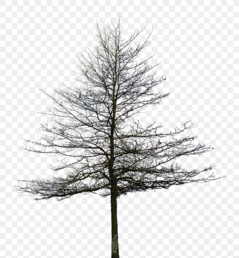 Populus Nigra Tree Pine Shrub, PNG, 1017x1100px, Populus Nigra, Alpha Compositing, Architectural Rendering, Black And White, Branch Download Free