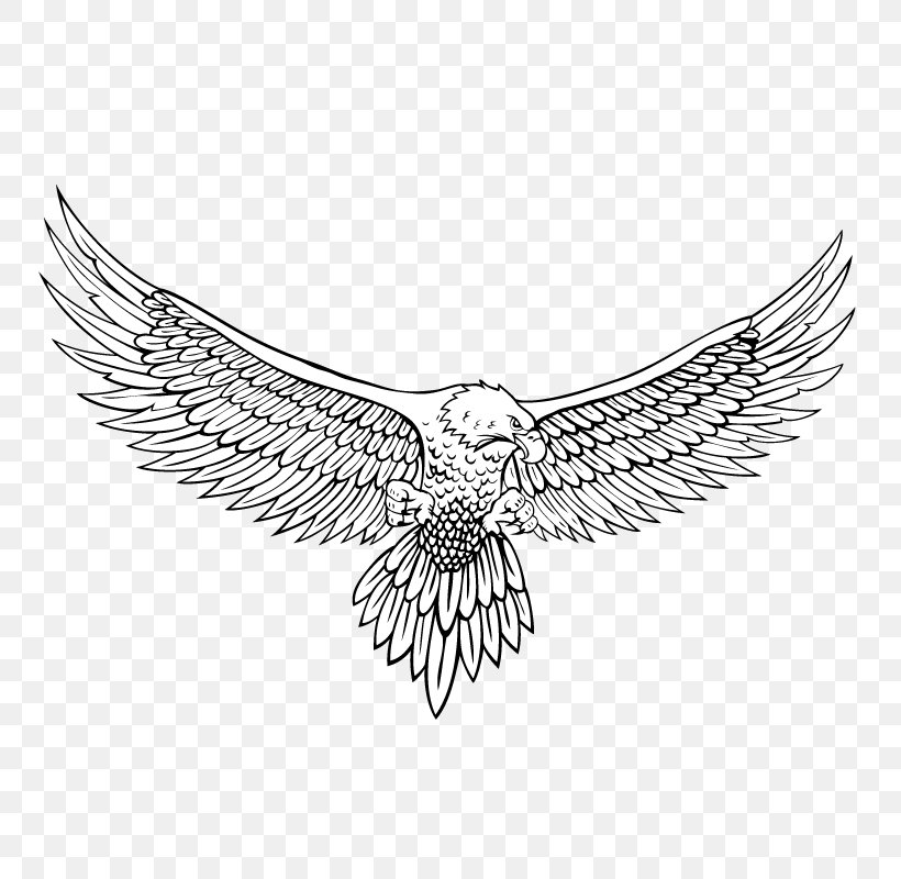 Bald Eagle Drawing Line Art, PNG, 800x800px, Eagle, Art, Bald Eagle, Beak, Bird Download Free