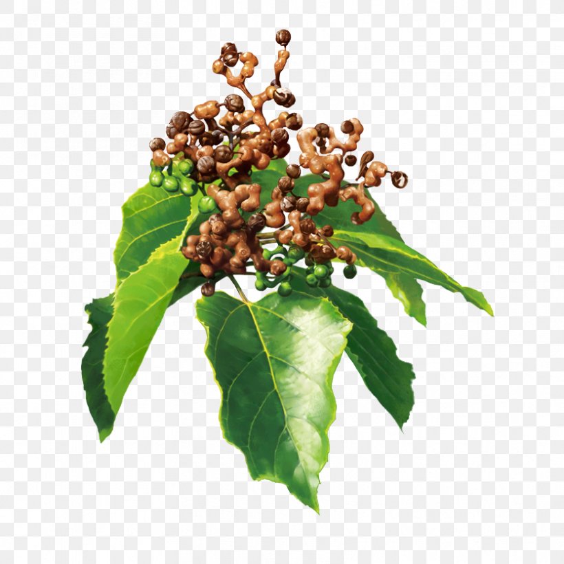 Hovenia Dulcis Extract Ampelopsin Hangover Dietary Supplement, PNG, 834x834px, Hovenia Dulcis, Almond, Ampelopsin, Dietary Supplement, Extract Download Free