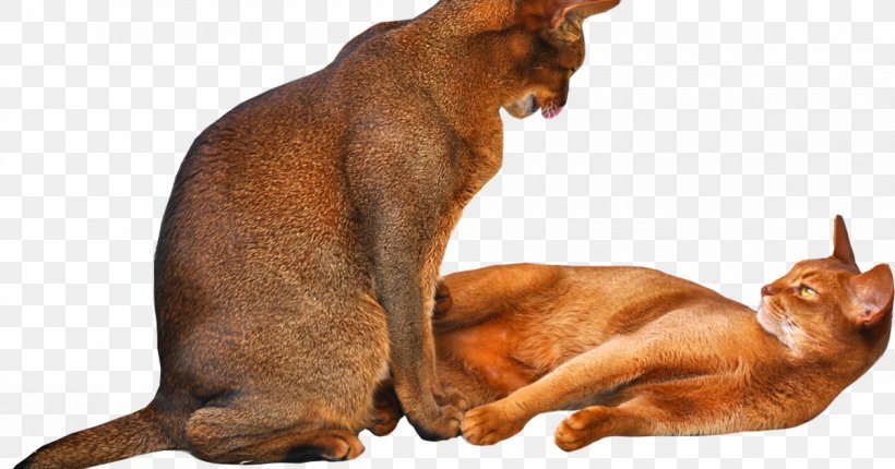 Kitten Abyssinian Burmese Cat Chausie Cat Breed, PNG, 1200x630px, Kitten, Abyssinian, Breed, Burmese, Burmese Cat Download Free