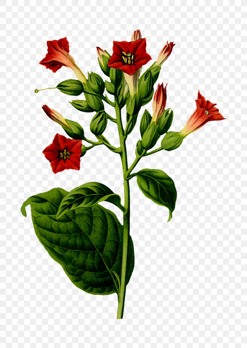 Nicotiana Tabacum Tobacco Plant Cigar, PNG, 907x1280px, Nicotiana Tabacum, Cigar, Cut Flowers, Drawing, Flower Download Free
