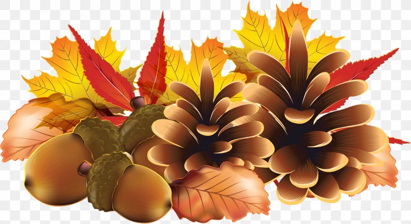 Fall, PNG, 1600x873px, Autumn, Flower, Fruit, Orange, Paper Download Free