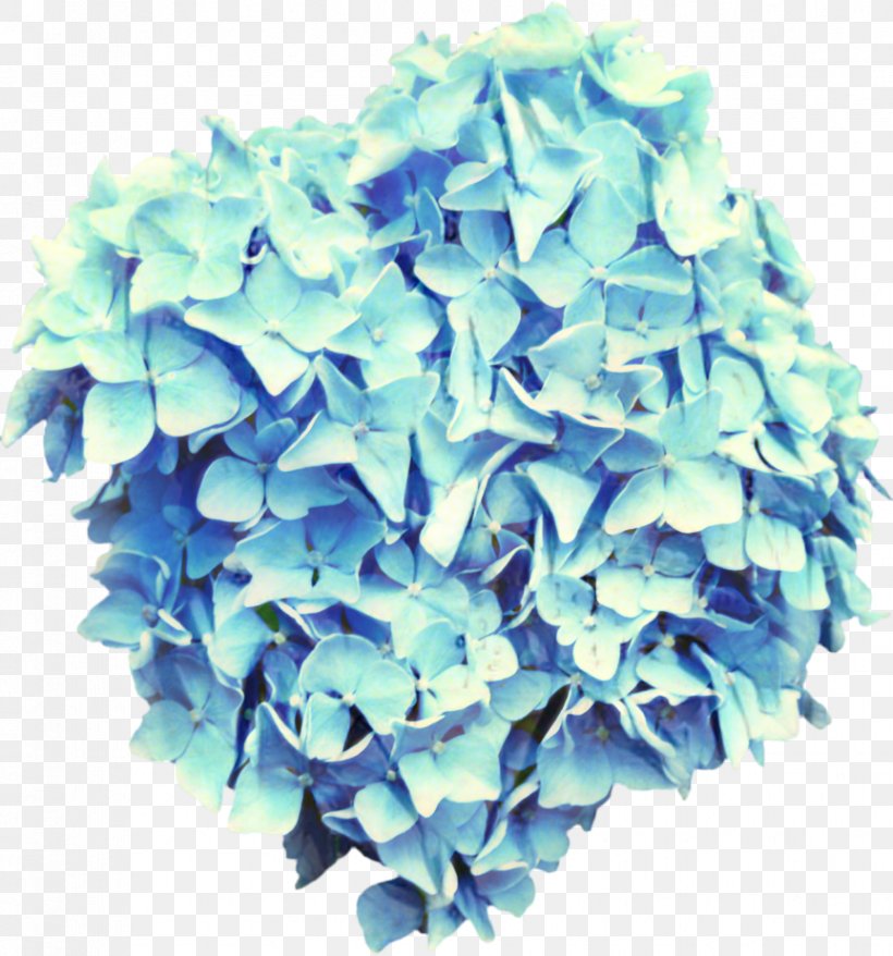 French Hydrangea Clip Art Hydrangea Paniculata Limelight Panicled Hydrangea, PNG, 863x925px, French Hydrangea, Aqua, Blue, Cornales, Flower Download Free