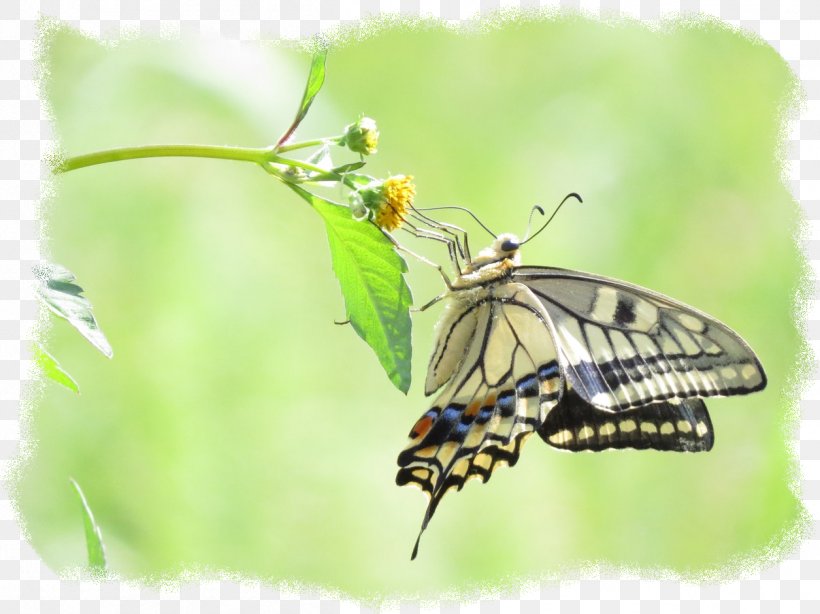 Monarch Butterfly, PNG, 1255x940px, Monarch Butterfly, Arthropod, Brushfooted Butterflies, Brushfooted Butterfly, Butterfly Download Free