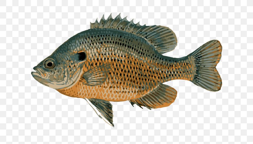 Bluegill Crappie Freshwater Fish Panfish Fishing, PNG, 639x467px, Bluegill, Bass, Bony Fish, Common Rudd, Crappie Download Free