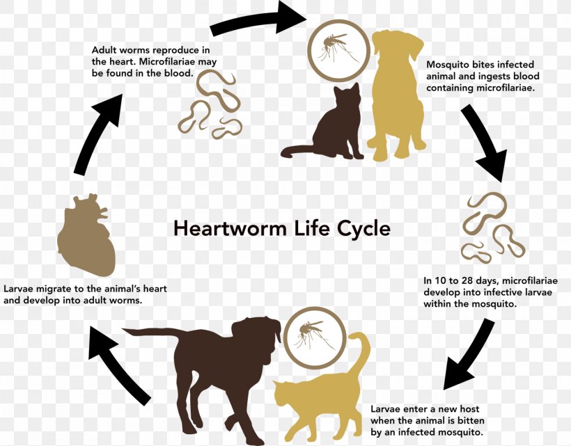 Labrador Retriever Cat Heartworm Mosquito Biological Life Cycle, PNG, 1500x1174px, Labrador Retriever, Animal, Biological Life Cycle, Brand, Canine Parvovirus Download Free