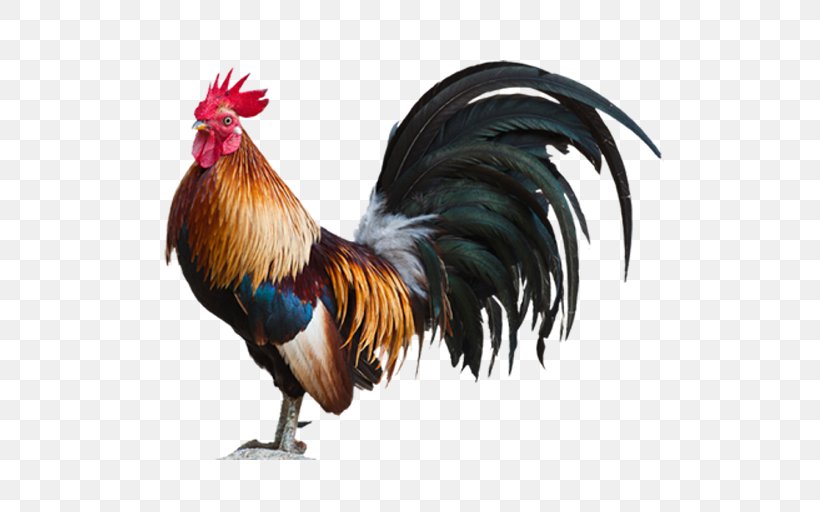Plymouth Rock Chicken Leghorn Chicken Rooster, PNG, 640x512px, Plymouth Rock Chicken, Bantam, Beak, Bird, Chicken Download Free