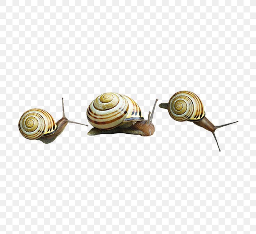 Snail Clip Art, PNG, 750x750px, Snail, Deviantart, Digital Image, Display Resolution, Image File Formats Download Free