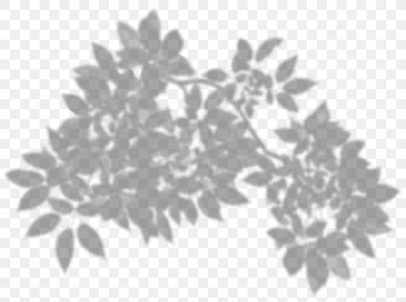 Coffee Bean Coffee Belt Coffea Shadow, PNG, 1046x777px, Coffee, Bean, Black And White, Branch, Coffea Download Free