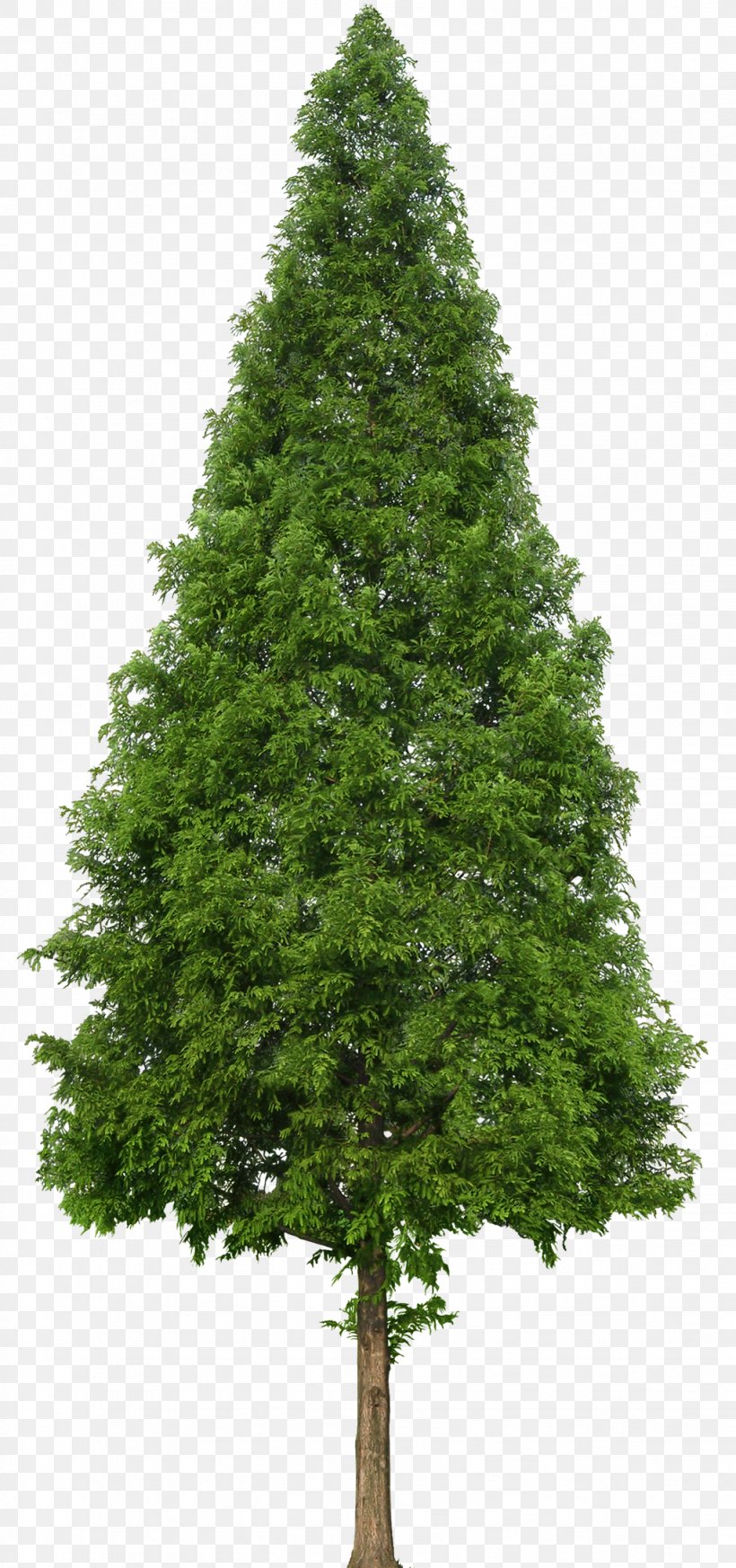 Evergreen Tree Douglas Fir, PNG, 1023x2179px, Evergreen, Biome, Branch, Christmas Decoration, Christmas Tree Download Free