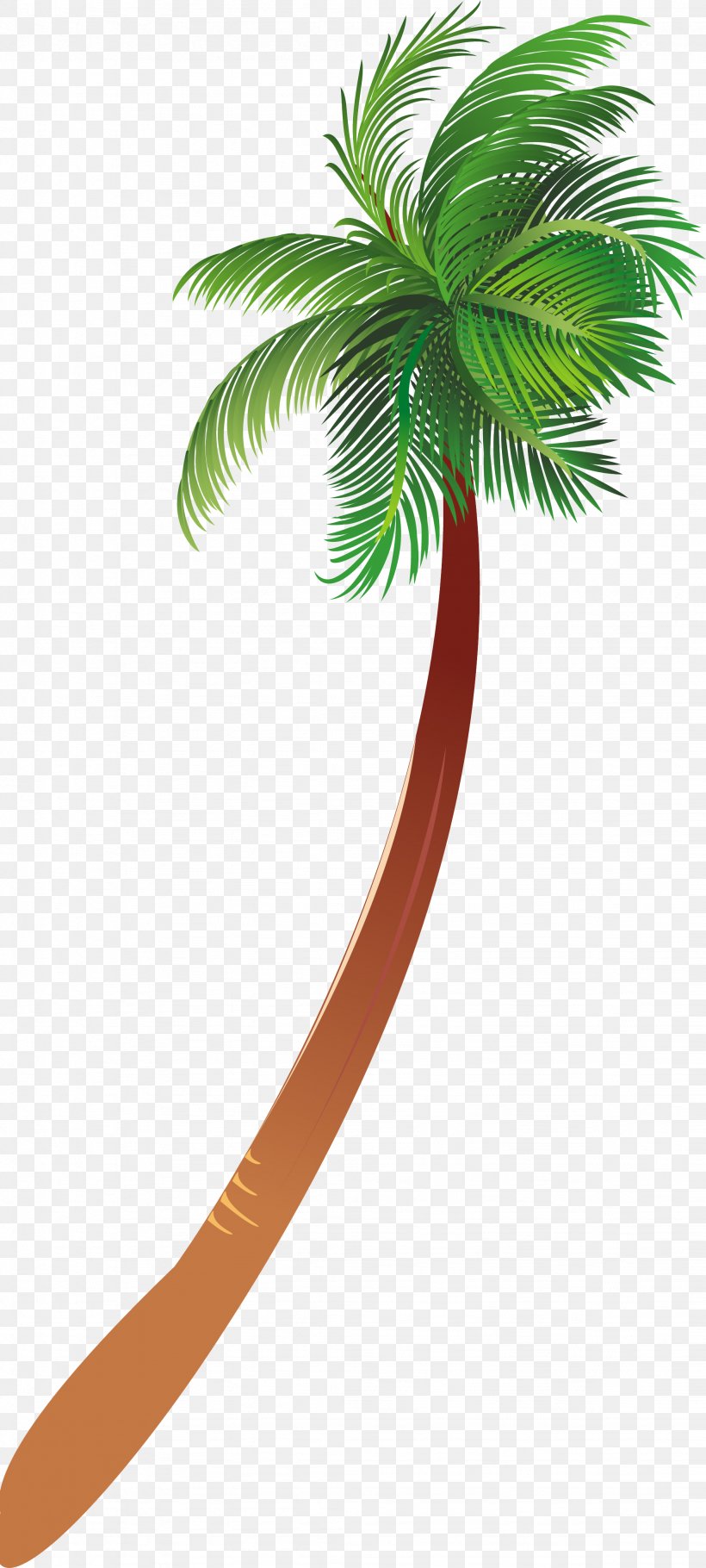 Arecaceae Woody Plant Tree, PNG, 2048x4546px, Arecaceae, Arecales, Coconut, Drawing, Flowering Plant Download Free
