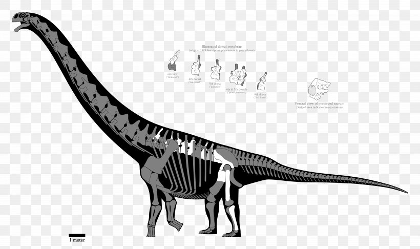 Argentinosaurus Brachiosaurus Futalognkosaurus Late Cretaceous Huincul Formation, PNG, 5129x3040px, Argentinosaurus, Apatosaurus, Black And White, Brachiosaurus, Dinosaur Download Free