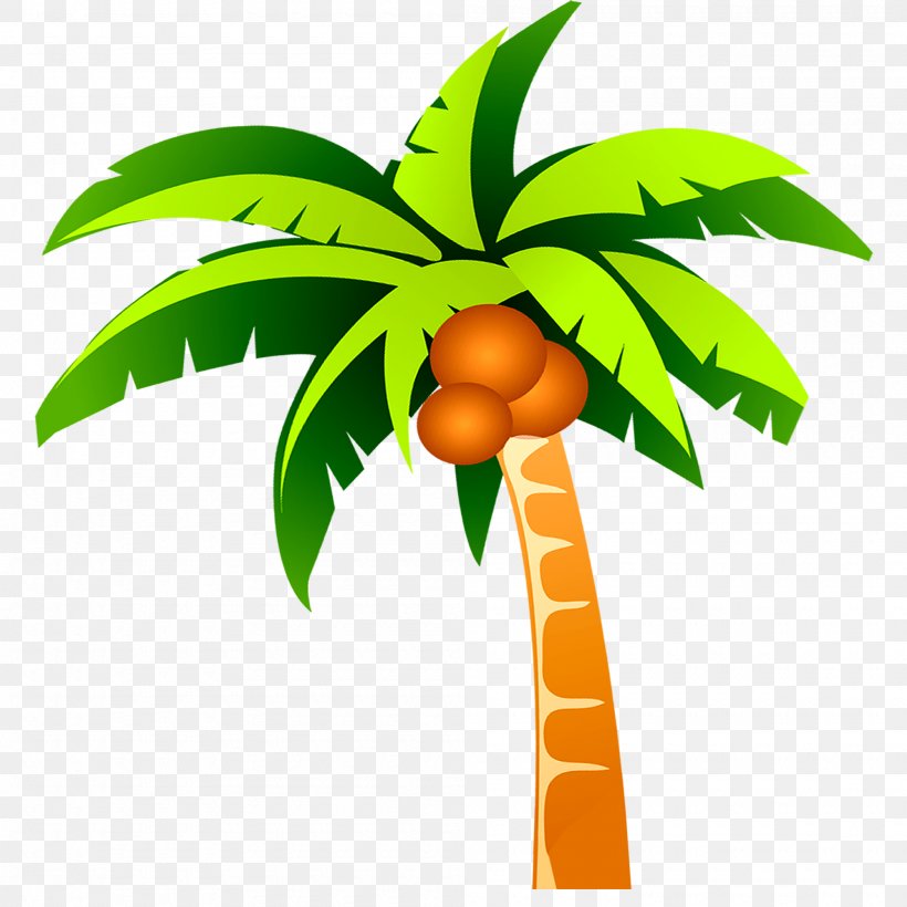 Coconut Tree, PNG, 2000x2000px, Coconut, Cartoon, Food, Fruit, Google Images Download Free