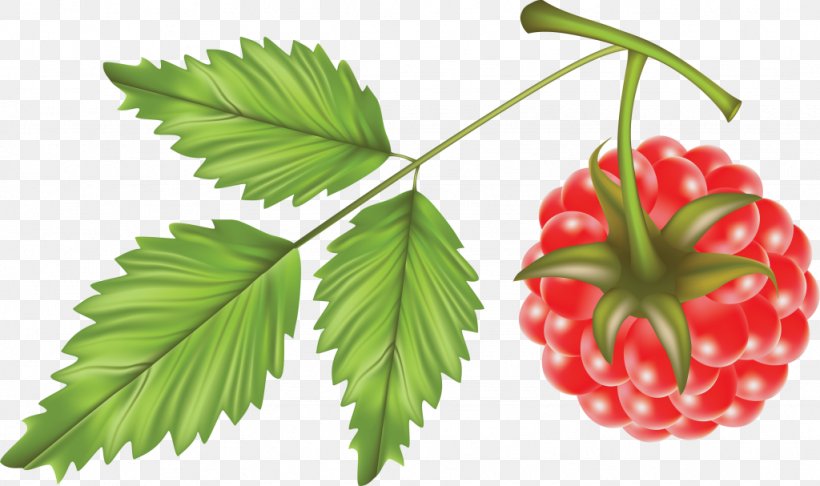 Red Raspberry Clip Art, PNG, 1024x607px, Red Raspberry, Food, Fruit, Leaf, Natural Foods Download Free