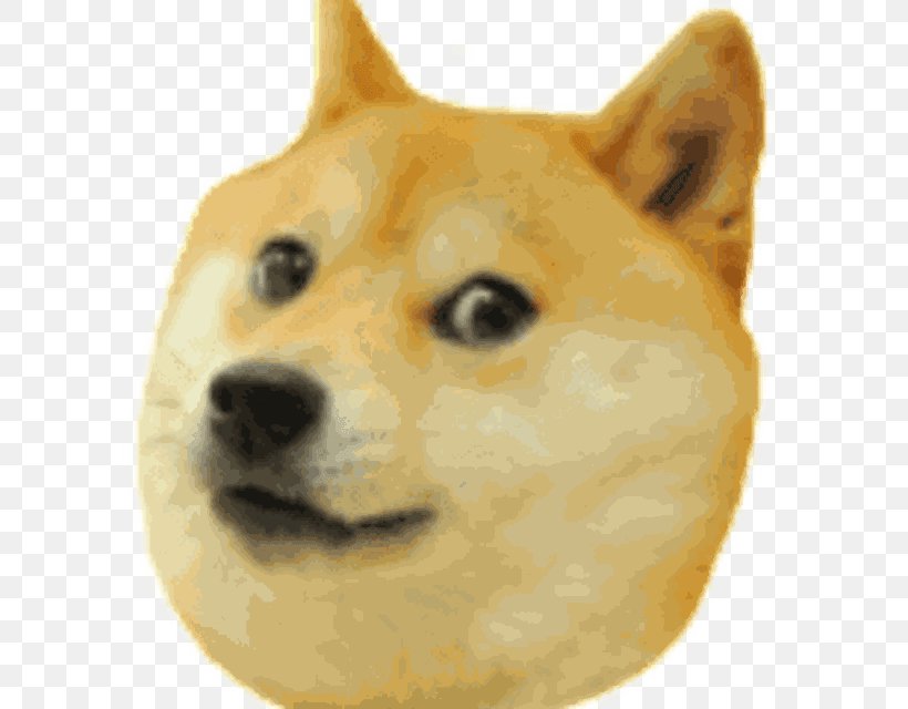 Shiba Inu Doge Run Hokkaido Dog, PNG, 800x640px, Shiba Inu, Akita Inu, Breed, Carnivoran, Dog Download Free