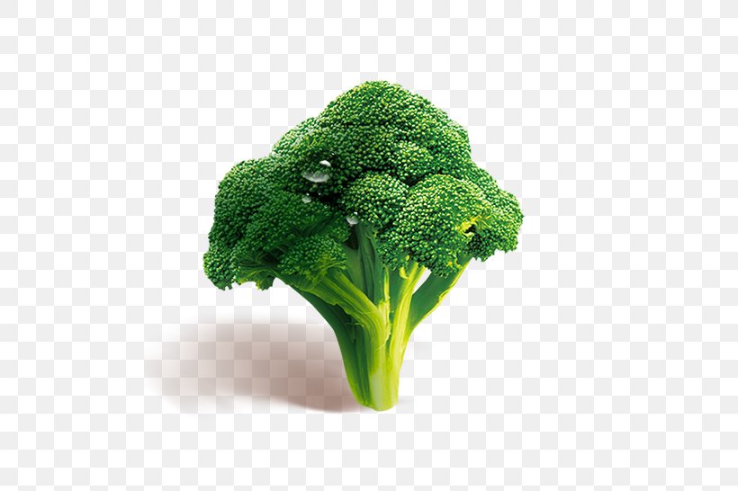 Broccoli Vegetable Download, PNG, 500x546px, Broccoli, Food, Fundal, Grass, Green Download Free
