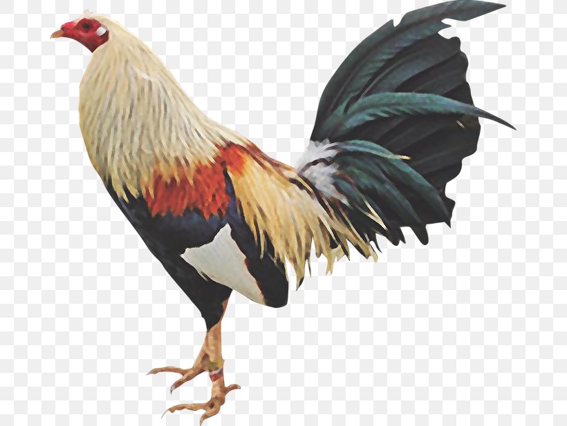 Chicken Gamecock Rooster Cockfight Fowl, PNG, 675x617px, Chicken, Beak, Bird, Cockfight, Feather Download Free