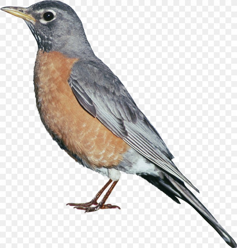 European Robin Bird Passerine Euclidean Vector, PNG, 1720x1796px, European Robin, American Sparrows, Beak, Bird, Emberizidae Download Free