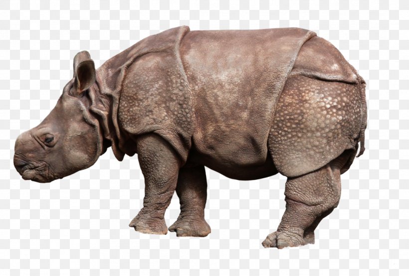 Rhinoceros African Rhino Clip Art, PNG, 1086x735px, Rhinoceros, African Rhino, Animal, Fauna, Horn Download Free