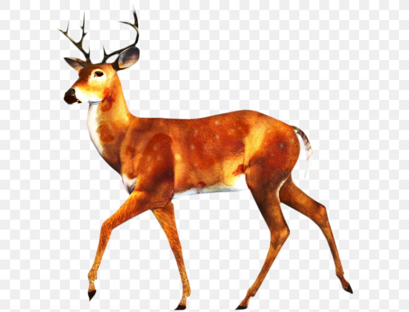 Stock Illustration White-tailed Deer Stock Photography, PNG, 600x625px, Deer, Antelope, Art, Chamois, Cowgoat Family Download Free
