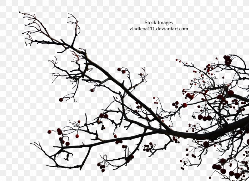 Twig Drawing Line Art Leaf, PNG, 900x656px, Twig, Area, Art, Artwork, Black And White Download Free