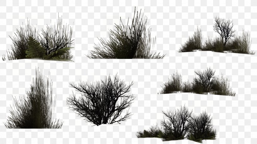 Herbaceous Plant Drawing Digital Image Clip Art, PNG, 2254x1264px, Herbaceous Plant, Branch, Conifer, Digital Image, Drawing Download Free