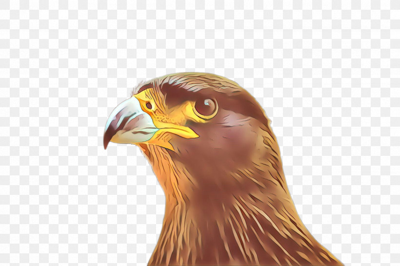 Bird Beak Bird Of Prey Golden Eagle Eagle, PNG, 2448x1632px, Bird, Accipitridae, Bald Eagle, Beak, Bird Of Prey Download Free
