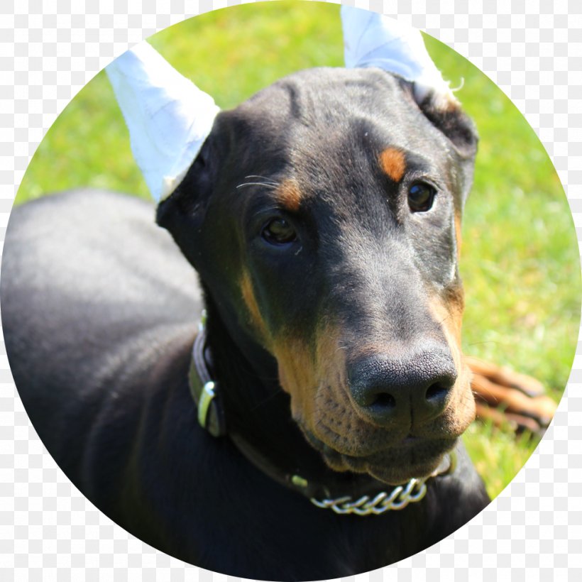 Dobermann German Pinscher Manchester Terrier Black And Tan Coonhound Austrian Black And Tan Hound, PNG, 1000x1000px, Dobermann, Austrian Black And Tan Hound, Black And Tan Coonhound, Breed, Carnivoran Download Free