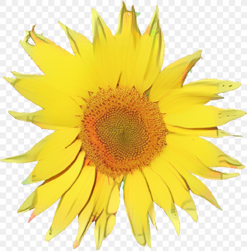 Flowers Background, PNG, 1870x1903px, Common Sunflower, Annual Plant, Asterales, Closeup, Cut Flowers Download Free