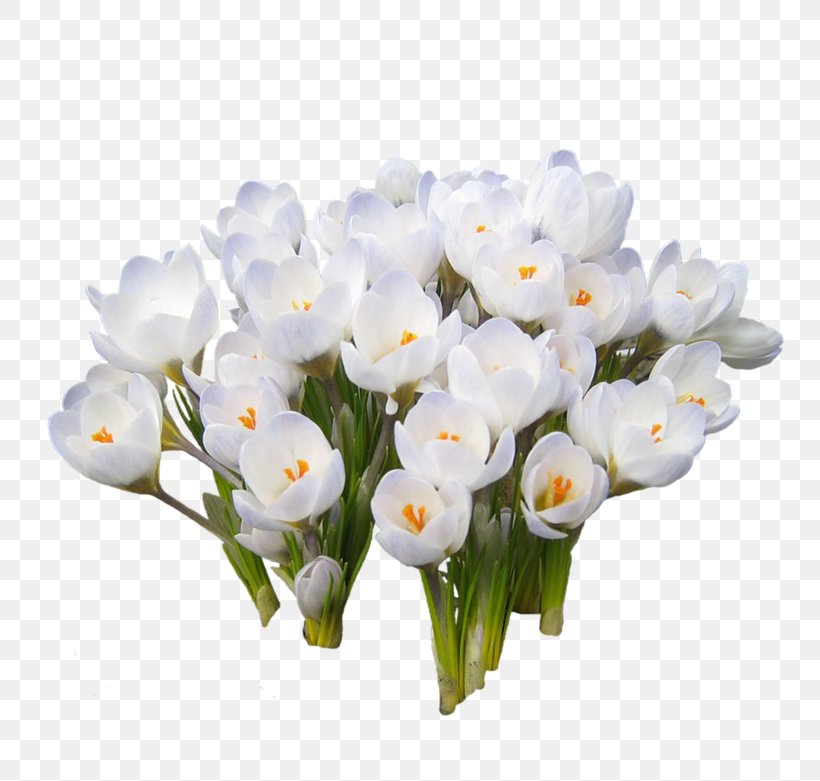 International Women's Day Holiday 8 March Snowdrop Woman, PNG, 800x781px, 8 March, Holiday, Ansichtkaart, Crocus, Cut Flowers Download Free