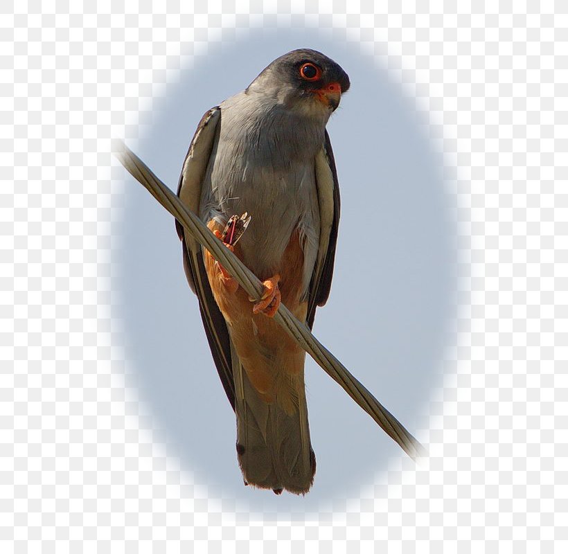 Red-footed Falcon Amur Falcon Falconiformes Wing Beak, PNG, 600x800px, Redfooted Falcon, Amur Falcon, Beak, Bird, Falcon Download Free