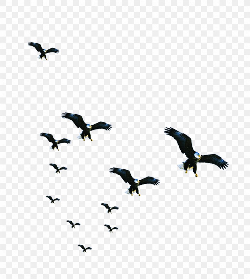 Bird Resource Business, PNG, 1292x1444px, Bird, Animal Migration, Beak, Bird Migration, Business Download Free