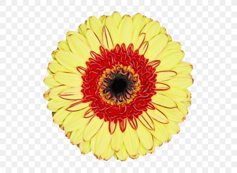 Flowers Background, PNG, 600x600px, Watercolor, Artificial Flower, Asterales, Barberton Daisy, Chrysanthemum Download Free