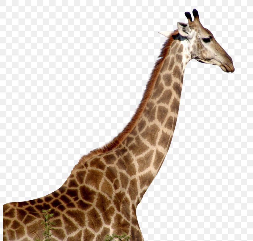 Giraffe Image Clip Art Desktop Wallpaper, PNG, 800x782px, Giraffe, Adaptation, Animal, Animal Figure, Fawn Download Free
