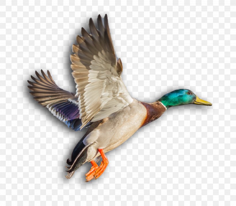 Mallard Duck Beak, PNG, 2980x2611px, Mallard, Beak, Bird, Bird Of Prey, Duck Download Free