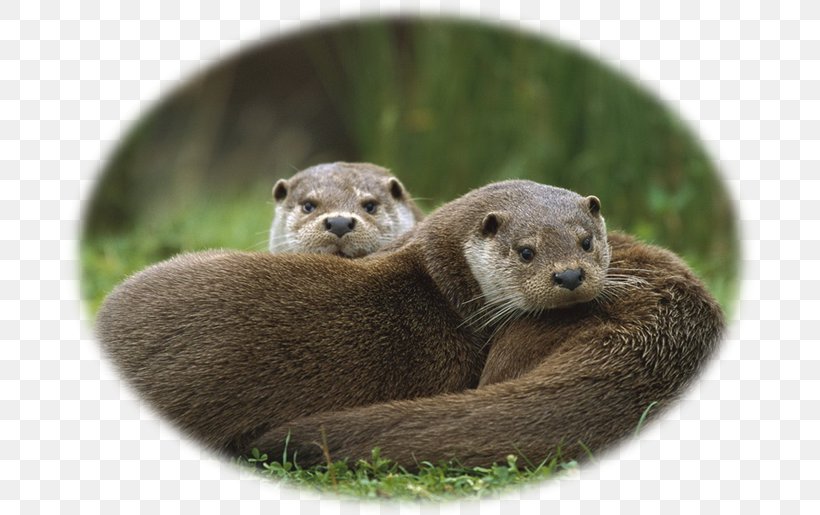 Sea Otter North American River Otter Eurasian Otter Cameroon Clawless Otter Giant Otter, PNG, 694x515px, Sea Otter, African Clawless Otter, Carnivoran, Eurasian Otter, Fauna Download Free