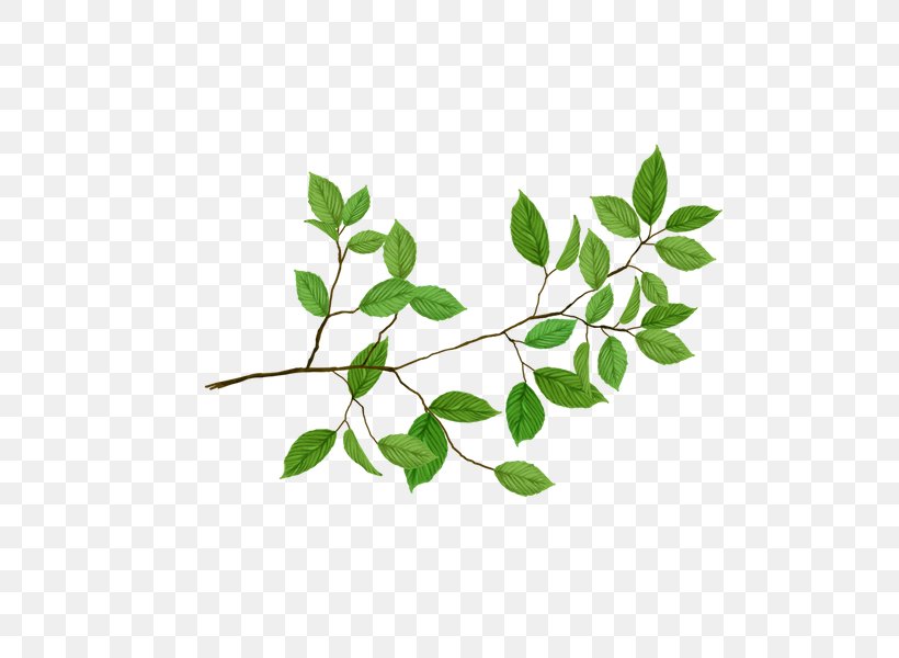 Vector Graphics Stock Photography Clip Art Leaf, PNG, 600x600px, Stock Photography, Branch, Cdr, Flowering Plant, Leaf Download Free